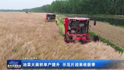 油菜大面积单产提升 示范片迎来收获季