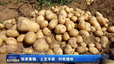 张家集镇：土豆丰收  村民增收
