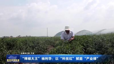 “辣椒大王”杨利华：以“科技红”赋能“产业绿”