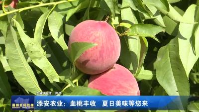 添安农业：血桃丰收 夏日美味等您来