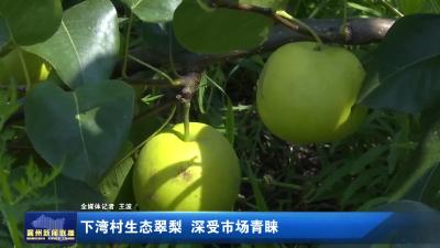 下湾村生态翠梨  深受市场青睐