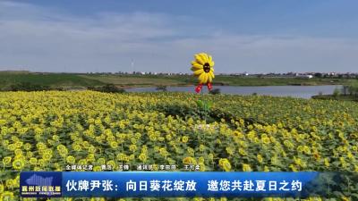 伙牌尹张：向日葵花绽放邀您共赴夏日之约