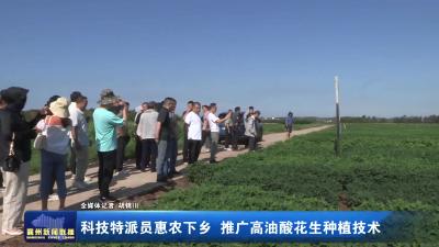 科技特派员惠农下乡 推广高油酸花生种植技术