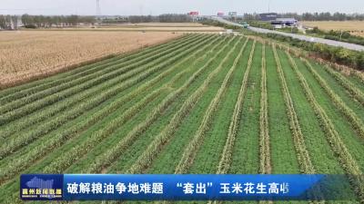 破解粮油争地难题 “套出”玉米花生高收益