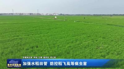 加强水稻田管 防控稻飞虱等病虫害