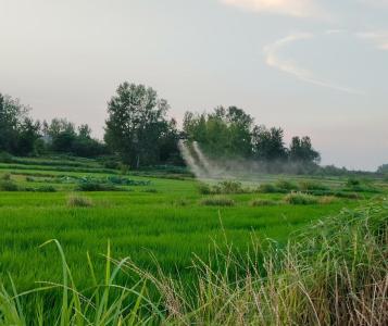 黄龙镇：全力抓好水稻田间管理