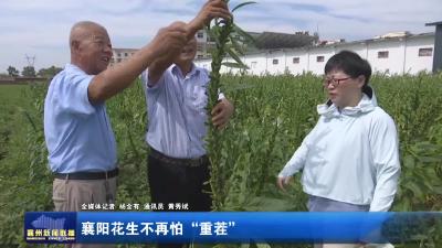 襄阳花生不再怕“重茬”