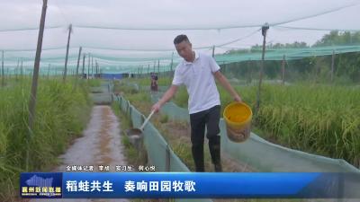 稻蛙共生 奏响田园牧歌