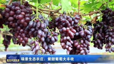 瑞景生态农庄：紫甜葡萄大丰收