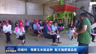 闫坡村：观摩玉米新品种 配方施肥提品质