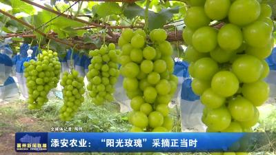 添安农业：“阳光玫瑰”采摘正当时