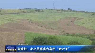 闫坡村：小小艾草成为富民“金叶子”