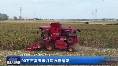 90万亩夏玉米月底收获结束