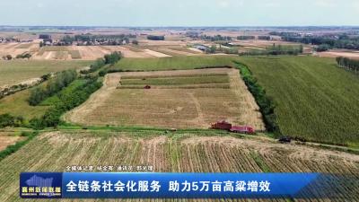 全链条社会化服务 助力5万亩高粱增效