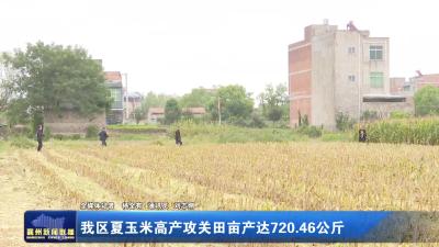 我区夏玉米高产攻关田亩产达720.46公斤