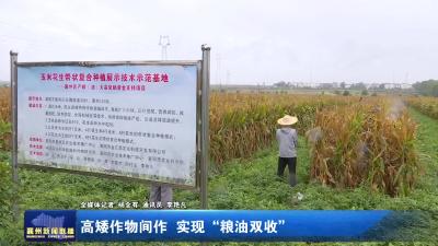 高矮作物间作 实现“粮油双收”