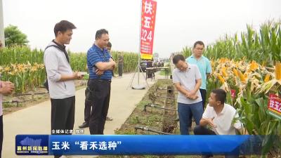 玉米“看禾选种”