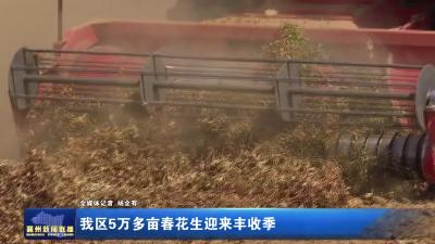 我区5万多亩春花生迎来丰收季