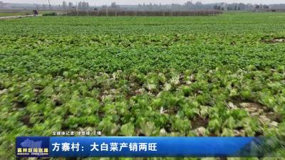 方寨村：大白菜产销两旺