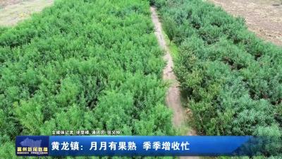 黄龙镇：月月有果熟  季季增收忙