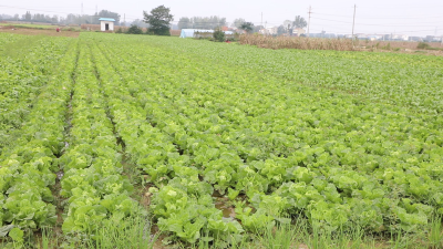 方寨村大白菜喜获丰收 产销两旺助农增收