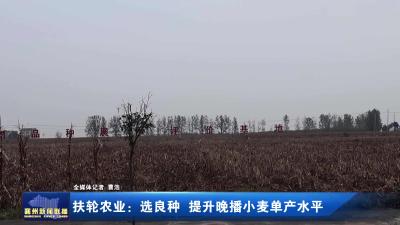 扶轮农业：选良种 提升晚播小麦单产水平