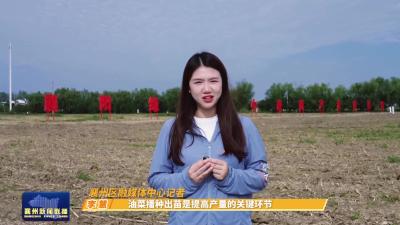 今年全区油菜推广的优良品种有哪些？