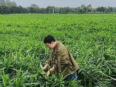 扎根乡土谋振兴！襄州这位创业者带200余户农户种出致富路