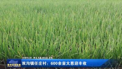 双沟镇任庄村：600余亩大葱迎丰收