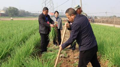 代表一线履职  助力农业生产