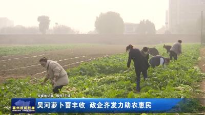 吴河萝卜喜丰收 政企齐发力助农惠民