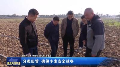 分类田管 确保小麦安全越冬