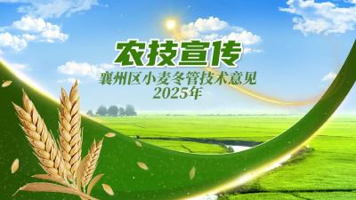 小麦苗情复杂 科学管理技巧多