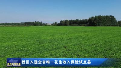 我区入选全省唯一花生收入保险试点县