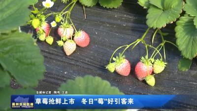 草莓抢鲜上市 冬日“莓”好引客来