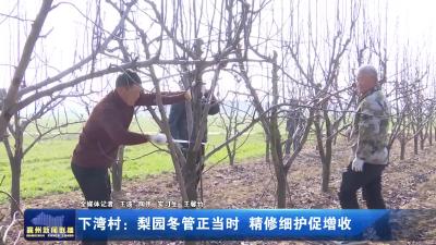 下湾村：梨园冬管正当时 精修细护促增收