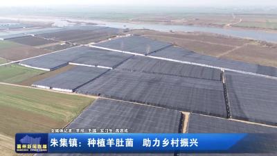 朱集镇:种植羊肚菌 助力乡村振兴