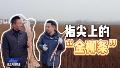 指尖上的“金柳条”