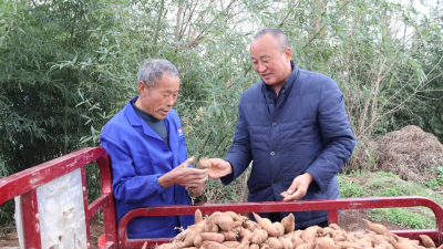 专家进棚传技术 苗床管护促壮苗！