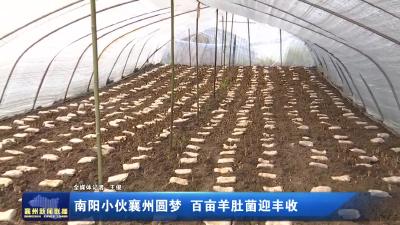 南阳小伙襄州圆梦 百亩羊肚菌迎丰收