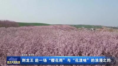 到龙王赴一场“樱花雨”与“花漾味”的浪漫之约