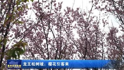 龙王松树坡：樱花引客来