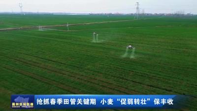 抢抓春季田管关键期 小麦“促弱转壮”保丰收