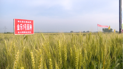 科技“芯”动沃野 筑牢大国粮仓 ——湖北襄州以“全链创新”绘就粮食安全新画卷