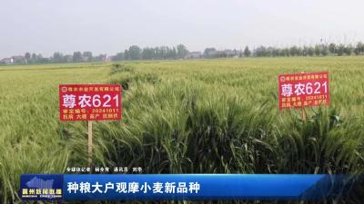 种粮大户观摩小麦新品种