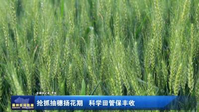抢抓抽穗扬花期 科学田管保丰收