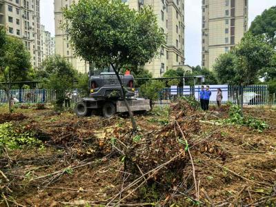 区城管综合执法大队：联合清理违规菜地 守护城市公共绿地