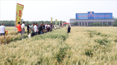 从一粒种子到万家餐桌 湖北襄州以“种业芯片”激活全产业链振兴新动能