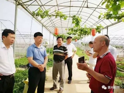 胡凯调研黄州农业产业化建设