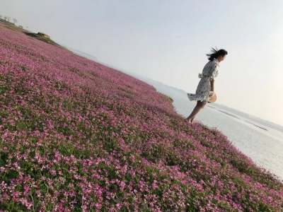 黄州巴河段生态复绿催生千亩紫云英花海